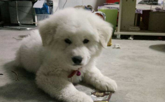 大白熊犬好训练吗咋训练-大白熊怎么训练