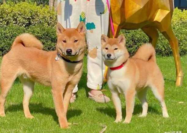 柴犬分几种,柴犬的五个种类 柴犬分几种,柴犬的五个种类