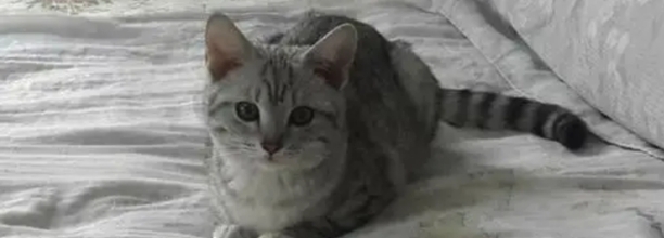 猫为什么惨叫,猫惨叫是怎么回事