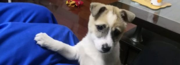 成犬怎么教它在厕所大小便,成犬还能训练大小便吗