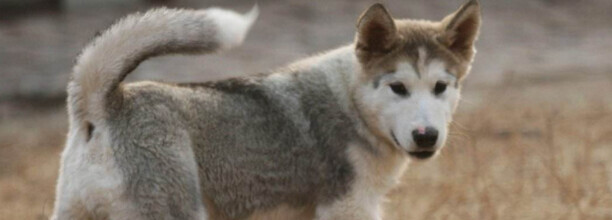 狗狗不吃不喝还呕吐怎么办,幼犬不吃东西还呕吐的原因