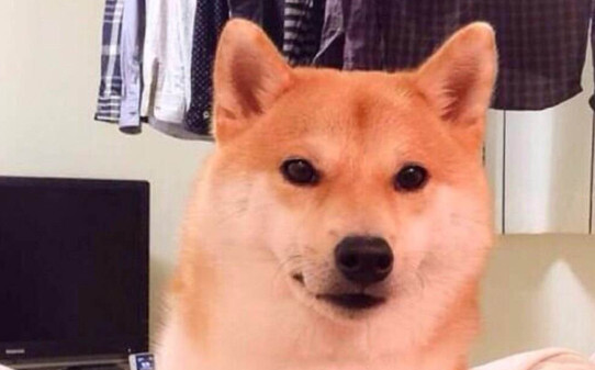 日本柴犬智商高吗-红色柴犬的智商排名与寿命