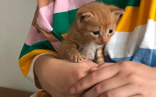幼猫记仇的表现-掐猫脖子会记恨主人吗