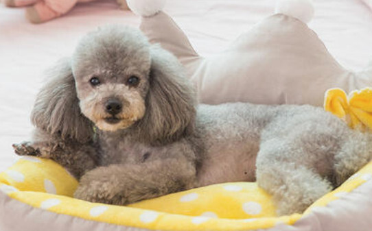 博美犬呕吐咋办,狗狗吹空调呕吐怎么办