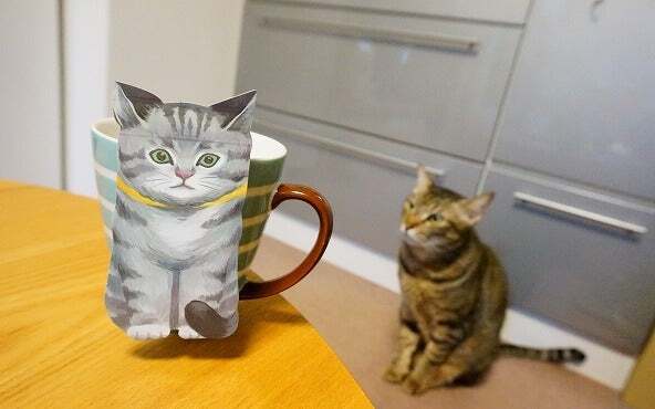 茶叶的冲泡方法,猫能喝茶吗