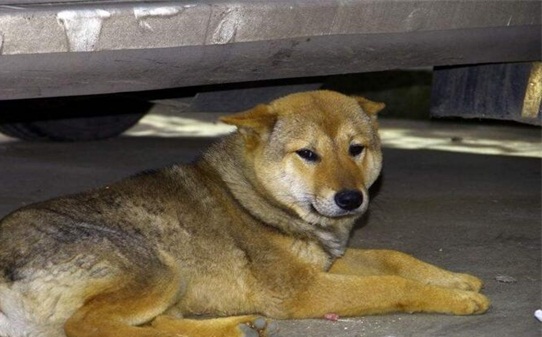 如何训练土狗当猎犬,土狗怎么训练