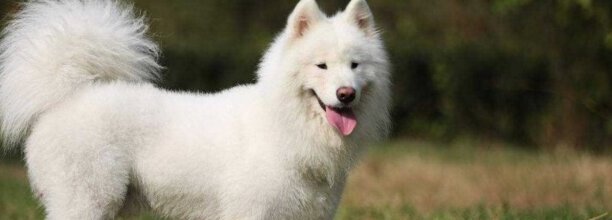 泰迪犬一天多没大便了有问题吗,狗出门一小时不拉屎 泰迪犬一天多没大便了有问题吗,狗出门一小时不拉屎