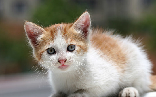 猫为什么要舔毛-猫舔毛表示什么意思