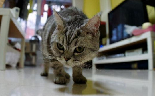 猫条吃多了会怎么样,猫条吃多了有什么危害