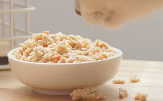 布偶猫如何喂猫粮-猫食怎么做