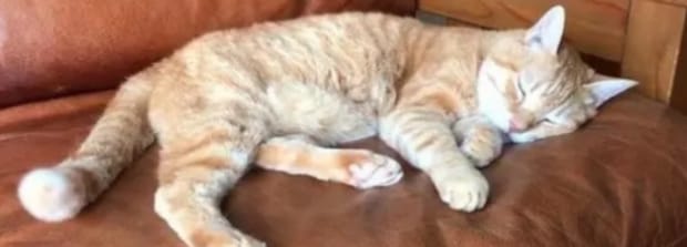 猫是不是都爱上床睡觉-小猫爱睡觉正常吗