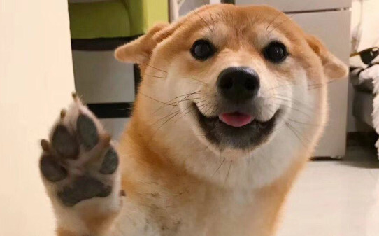 日本柴犬智商高吗-红色柴犬的智商排名与寿命
