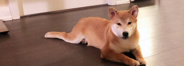 什么动物喜欢呲牙-柴犬为什么喜欢龇牙