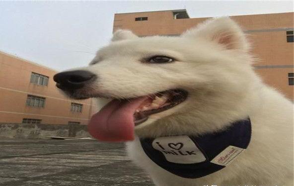 狗狗为什么会学狼叫呢,狗哭嚎叫是什么原因