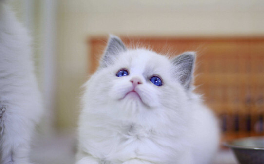 猫咪品种-抖音十大网红猫第一简直成精了
