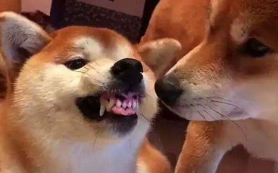 什么动物喜欢呲牙-柴犬为什么喜欢龇牙