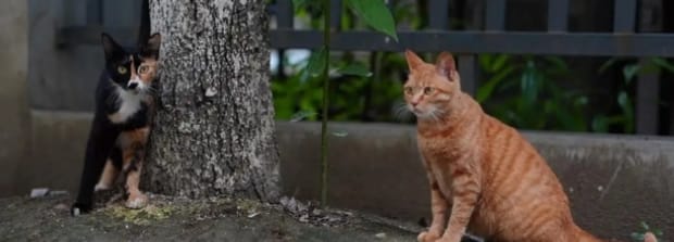 2个多月的野猫能变成家猫吗,2个多月的野猫会成家猫吗
