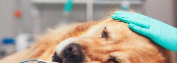 法斗犬身上长满疙瘩咋回事-狗狗身上长了粉瘤怎么办