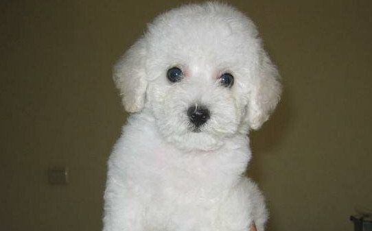小体比熊怎么训练大小便,比熊犬如何训练大小便 小体比熊怎么训练大小便,比熊犬如何训练大小便