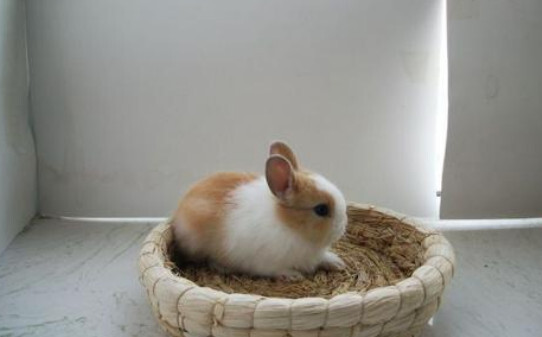 兔子品种及兔子大全