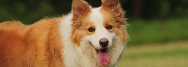 边境牧羊犬怎么训练,边境牧羊犬的训练方法