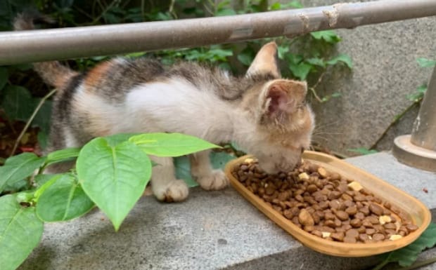 家里为什么不能养香松-香松对猫有影响吗 家里为什么不能养香松-香松对猫有影响吗