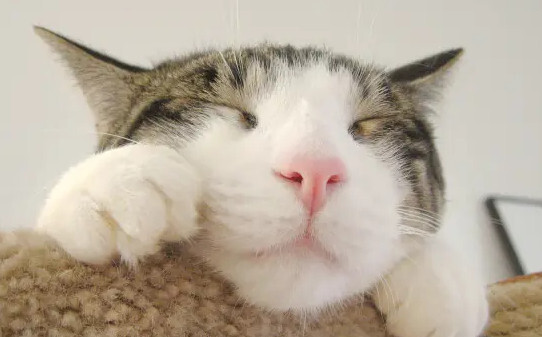 猫咪白天睡觉晚上蹦迪咋办,猫咪晚上闹腾怎么办