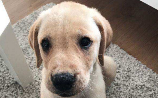 拉布拉多犬怎么训练,训练拉布拉多犬的方法
