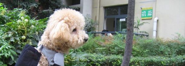 怎样训练比熊犬 怎样训练比熊犬
