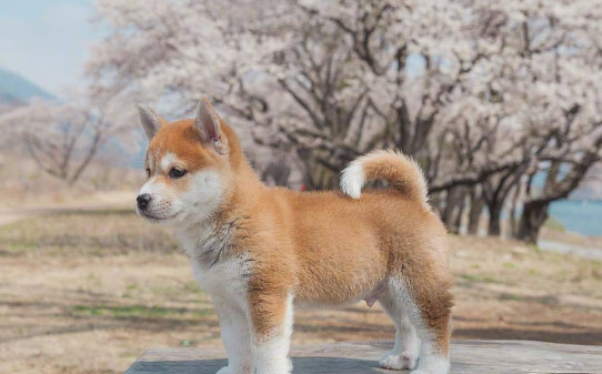 上班族养柯基还是柴犬比较好,如何整治柴犬的犟脾气