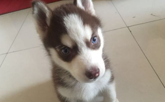 哈士奇幼犬的训练方法和步骤