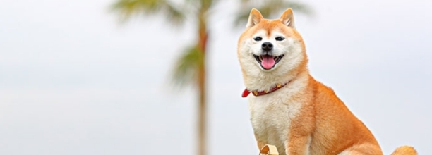 柴犬是第一聪明的狗吗,柴犬智商高吗
