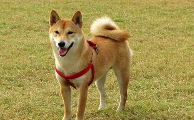 柴犬智商排名咋样-柴犬智商排名第几