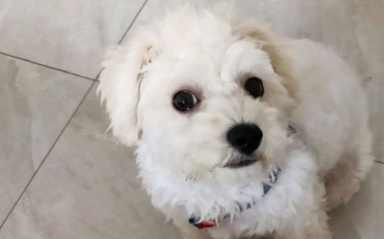 如何样然比熊犬不到处乱拉屎,比熊乱拉屎怎么办