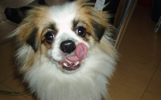 蝴蝶犬怎么训练大小便 蝴蝶犬怎么训练大小便