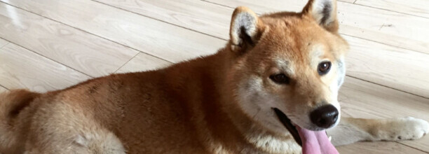 柴犬聪明排第几位,柴犬聪明吗