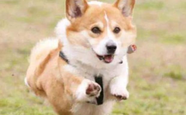 成犬怎么教它在厕所大小便,成犬还能训练大小便吗