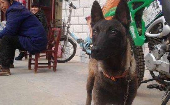马犬的胆量-怎么样提高马犬的胆量