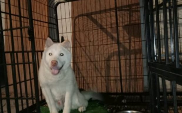 狗肚子上长了个肉疙瘩怎麽办,狗肚子长肉疙瘩的原因