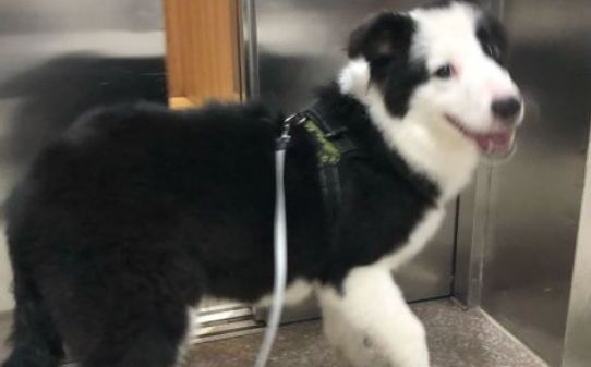 狗狗细小的初期症状是什么 狗狗细小的初期症状是什么