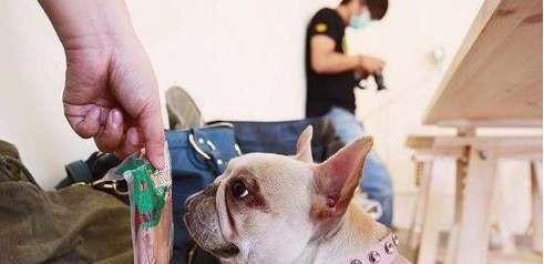 我家狗狗法斗挑食怎么办,法斗身上突然起好多包