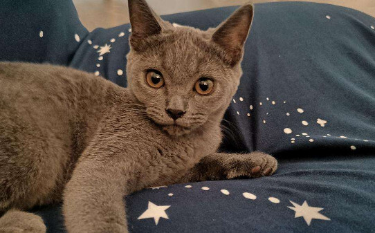 全身灰色的猫是什么品种-灰色猫咪是什么品种
