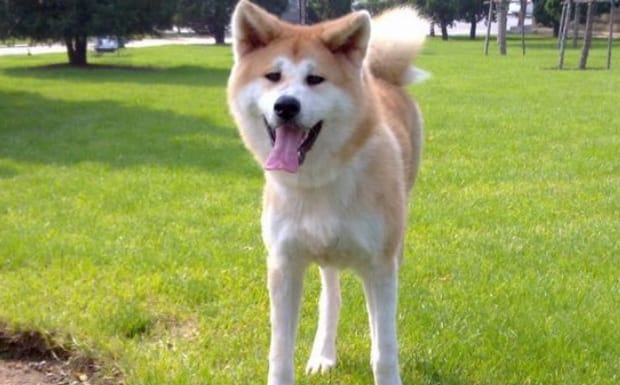 秋田犬柴犬萨摩耶3种狗哪种好些-柴犬和秋田犬哪个忠诚
