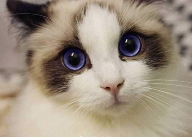 最贵的21种猫排名,五个名贵猫品种
