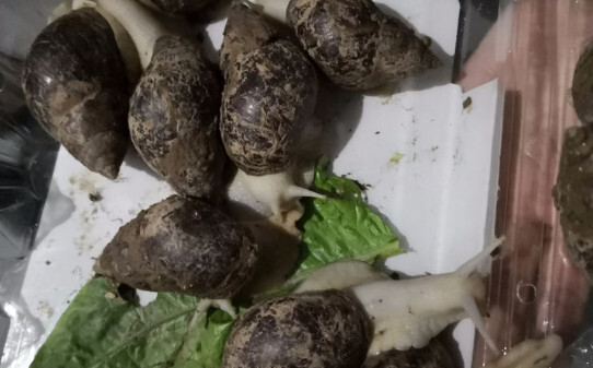 白玉蜗牛作为宠物咋养,白玉蜗牛怎么养 白玉蜗牛作为宠物咋养,白玉蜗牛怎么养
