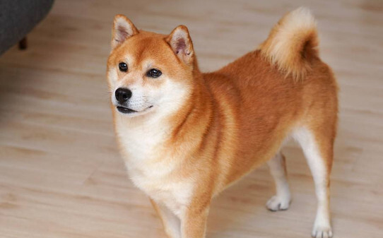 柴犬多大认主-柴犬几个月开始认主