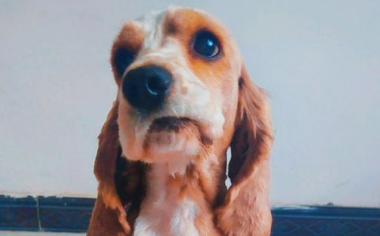 可卡和比格哪个好养,怎么训练可卡犬