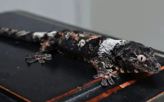 黑生物介绍,黑夜守宫是什么品种