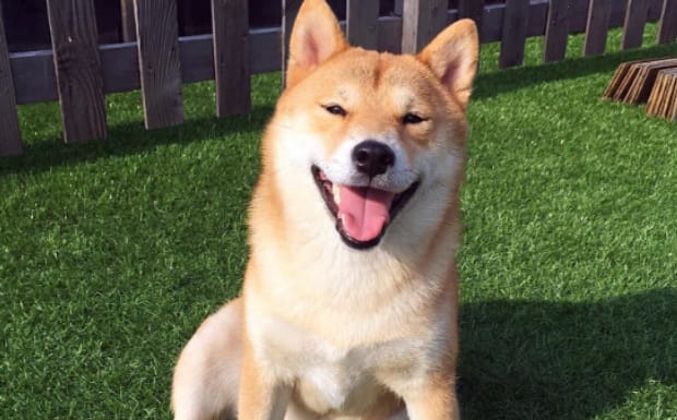 如何区分柴犬与秋田犬,日本柴犬与秋田犬区别