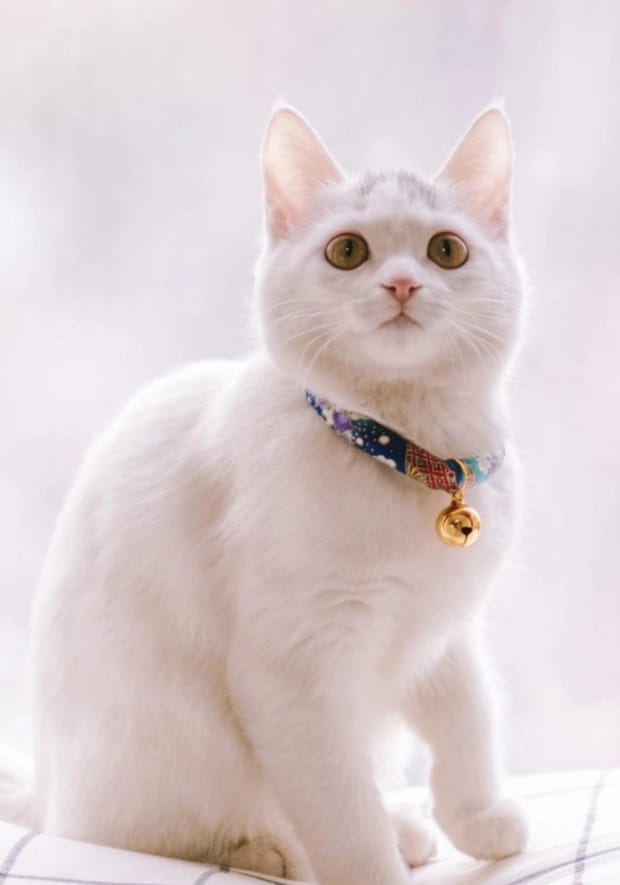 猫猫拉肚子拉稀怎么办